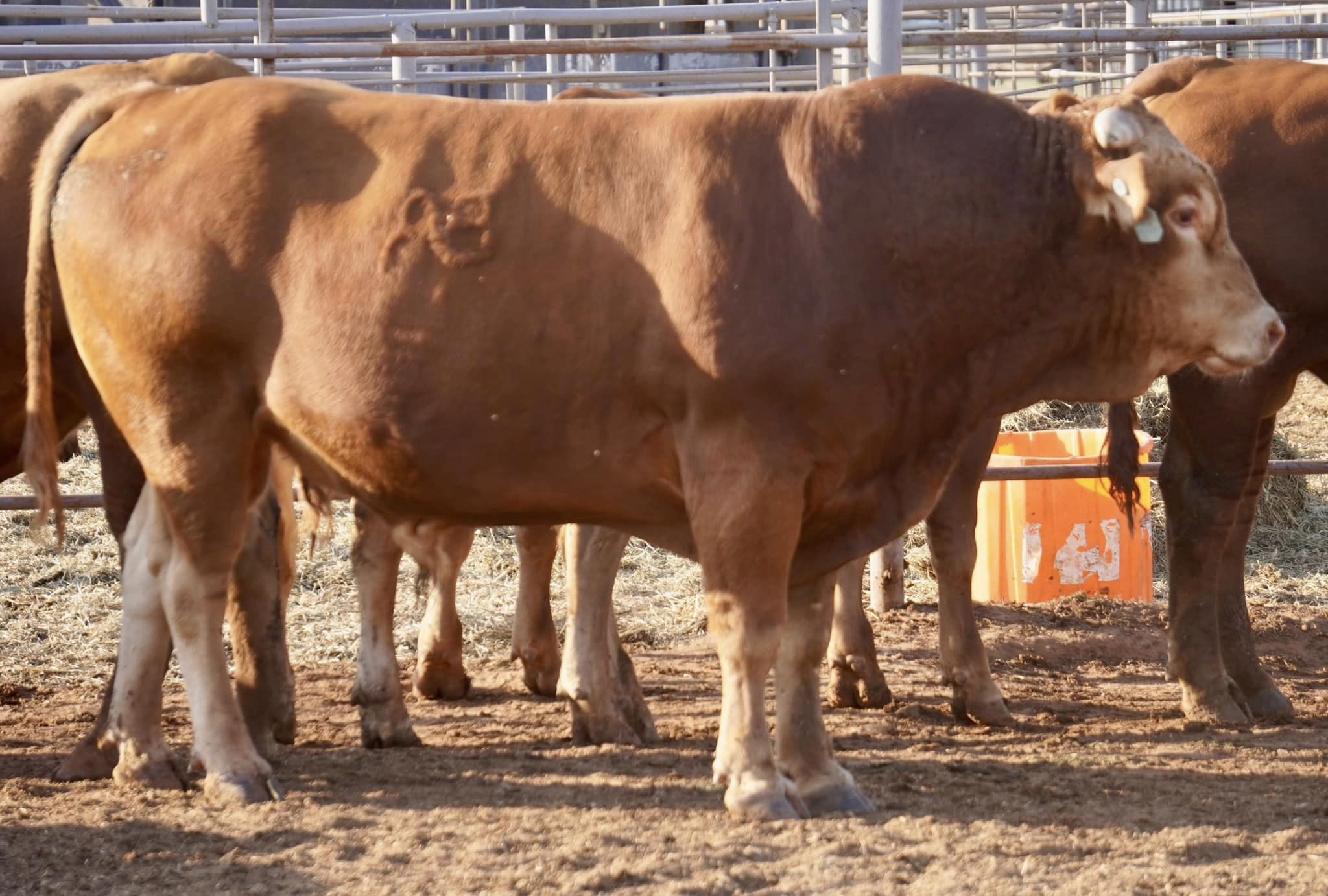 Full Blood Akaushi Bull ABN# 2807